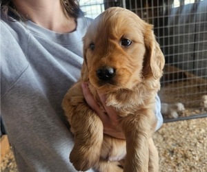 Medium Golden Retriever