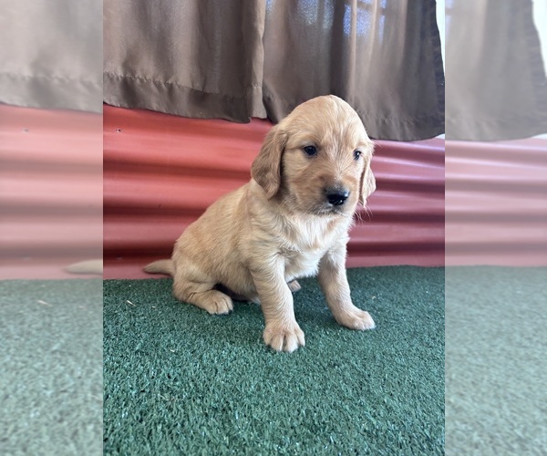 Medium Photo #6 English Cream Golden Retriever Puppy For Sale in CERES, CA, USA