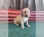 Small #5 English Cream Golden Retriever