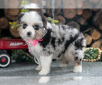 Puppy Beauty Miniature Australian Shepherd