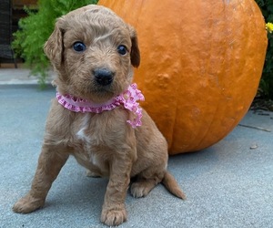 Goldendoodle (Miniature) Puppy for Sale in FARMERSVILLE, Texas USA