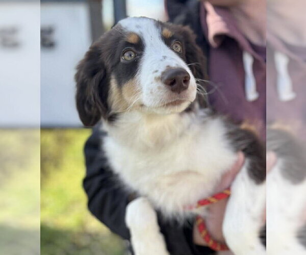 Medium Photo #1 Australian Shepherd Puppy For Sale in Matawan, NJ, USA