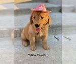 Small Photo #7 Golden Retriever Puppy For Sale in CATOOSA, OK, USA