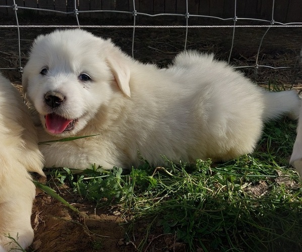 Medium Photo #4 Great Pyrenees Puppy For Sale in BEE SPRING, KY, USA