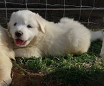 Small #3 Great Pyrenees