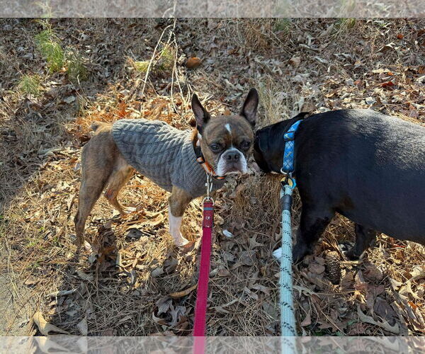 Medium Photo #7 Boston Terrier Puppy For Sale in Spring Lake, NC, USA