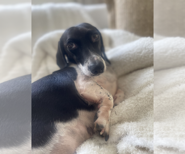 Medium Photo #3 Dachshund Puppy For Sale in Weston, FL, USA