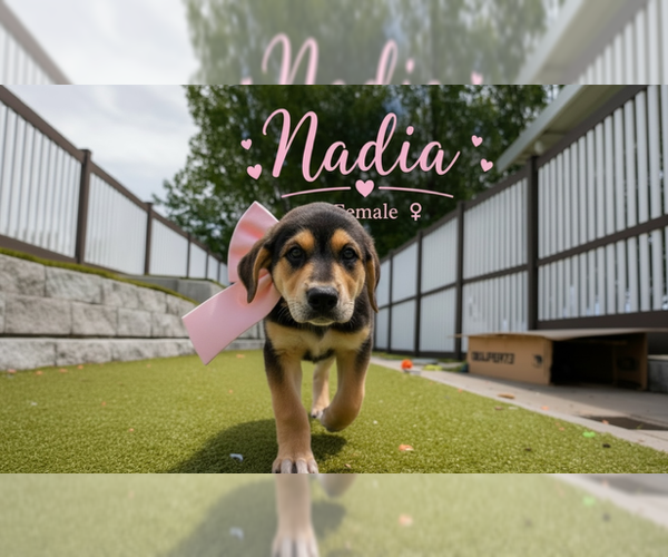 Medium Photo #1 Great Pyrenees-Rottweiler Mix Puppy For Sale in MIDWAY, UT, USA