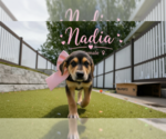 Small Great Pyrenees-Rottweiler Mix