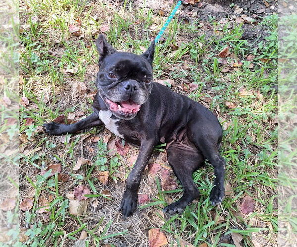 Medium Photo #2 French Bulldog-Unknown Mix Puppy For Sale in Missouri City, TX, USA