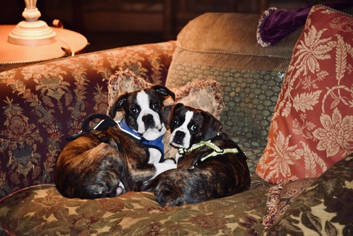 Medium Photo #2 Boston Terrier-Cavalier King Charles Spaniel Mix Puppy For Sale in SMITHFIELD, VA, USA