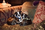 Small Photo #2 Boston Terrier-Cavalier King Charles Spaniel Mix Puppy For Sale in SMITHFIELD, VA, USA