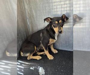 Mutt Dogs for adoption in San Antonio, TX, USA