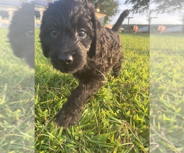 Medium Photo #32 Labradoodle Puppy For Sale in WAVERLY, VA, USA