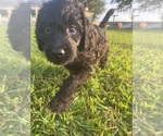 Small #31 Labradoodle