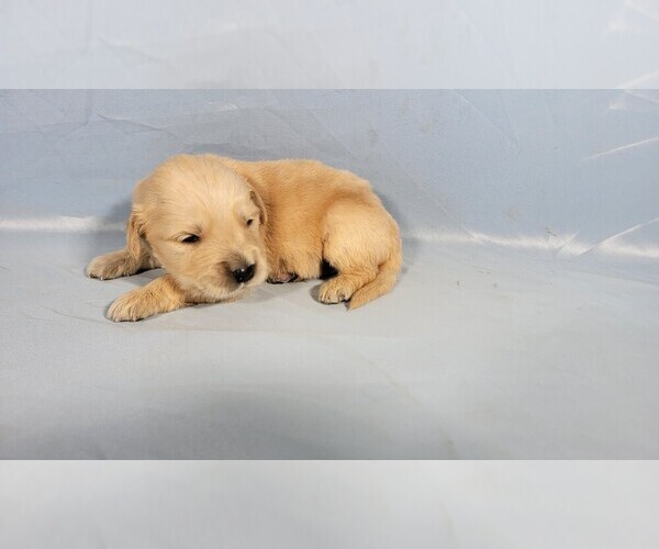 Medium Photo #71 Golden Retriever Puppy For Sale in FALCON, CO, USA