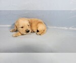 Small #6 Golden Retriever