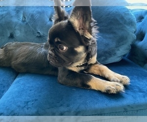 French Bulldog Puppy for sale in PHOENIX, AZ, USA