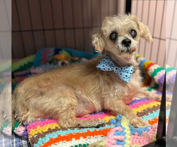 Medium Photo #2 Shih Tzu-Unknown Mix Puppy For Sale in Lewistown, PA, USA