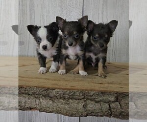 Chihuahua Puppy for sale in JASONVILLE, IN, USA