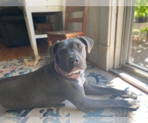 American Pit Bull Terrier-Cane Corso Mix Puppy for sale in NORFOLK, VA, USA
