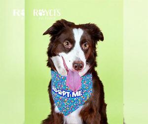 Border Collie Dogs for adoption in West Valley, UT, USA