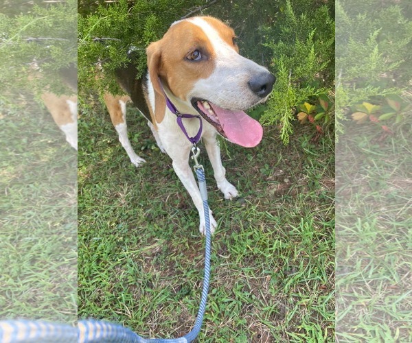 Medium Photo #8 Mutt Puppy For Sale in Rustburg, VA, USA