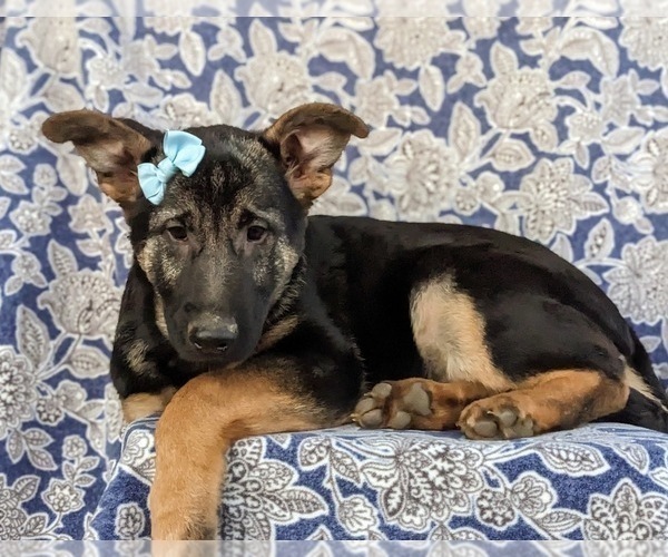 Medium Photo #4 German Shepherd Dog Puppy For Sale in OXFORD, PA, USA
