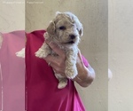 Small Photo #1 Poodle (Miniature) Puppy For Sale in SIERRA VISTA, AZ, USA