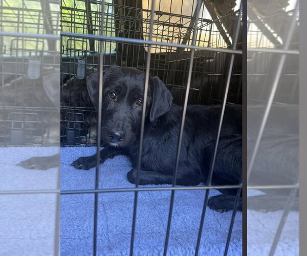 Medium Photo #5 Mutt Puppy For Sale in Valrico, FL, USA