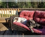 Small #14 Catahoula Leopard Dog Mix