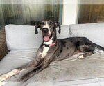 Small #1 Great Dane Mix
