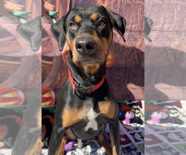 Medium Photo #2 Rotterman Puppy For Sale in Lake Elsinore, CA, USA