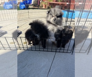 Pomeranian Puppy for sale in GILROY, CA, USA
