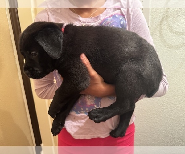 Medium Photo #20 Cane Corso-German Shepherd Dog Mix Puppy For Sale in SPRING, TX, USA