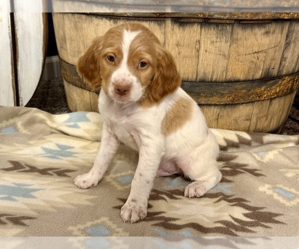 Medium Photo #5 Brittany Puppy For Sale in ORRUM, NC, USA