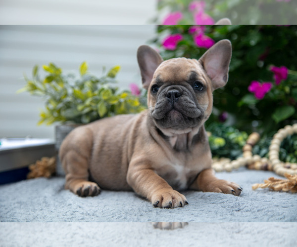 Medium Photo #5 French Bulldog Puppy For Sale in GRABILL, IN, USA