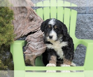 Bernedoodle Puppy for sale in FREDERICKSBG, OH, USA