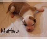Small Photo #7 American Bulldog Puppy For Sale in MECHANICSVILLE, VA, USA