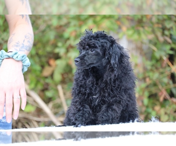 Medium Photo #44 Poodle (Toy) Puppy For Sale in DYERSBURG, TN, USA
