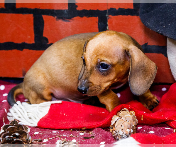Medium Photo #34 Dachshund Puppy For Sale in WAKARUSA, IN, USA