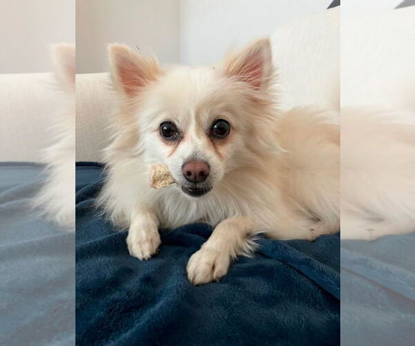 Medium Photo #1 Pomeranian-Unknown Mix Puppy For Sale in Salt Lake City, UT, USA