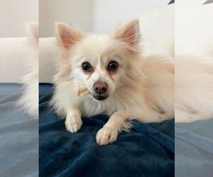 Pomeranian-Unknown Mix Dogs for adoption in Salt Lake City, UT, USA