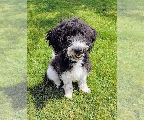 Medium Photo #15 Poodle (Standard)-Unknown Mix Puppy For Sale in Sandy, UT, USA