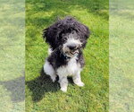 Small #14 Poodle (Standard) Mix