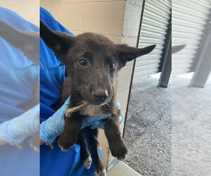 German Shepherd Dog-Unknown Mix Dogs for adoption in San Bernardino, CA, USA