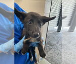 Small German Shepherd Dog Mix