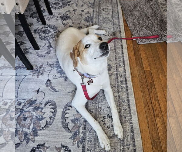 Medium Photo #20 Great Pyrenees-Unknown Mix Puppy For Sale in Mount Laurel, NJ, USA