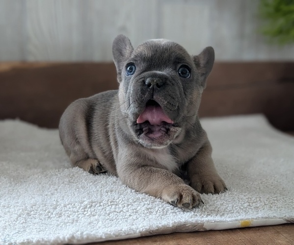 Medium Photo #9 French Bulldog Puppy For Sale in GOSHEN, IN, USA