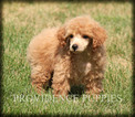 Small Photo #17 Poodle (Miniature) Puppy For Sale in COPPOCK, IA, USA
